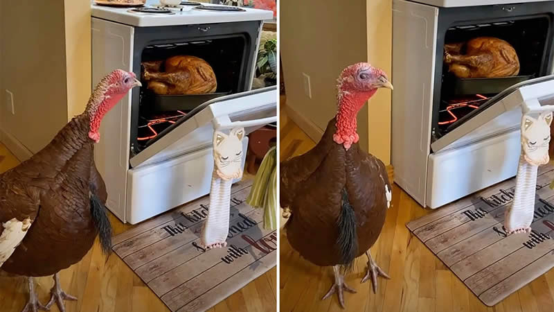  Viral TikTok video of a live Turkey Next to one in oven Creates a Huge Backlash