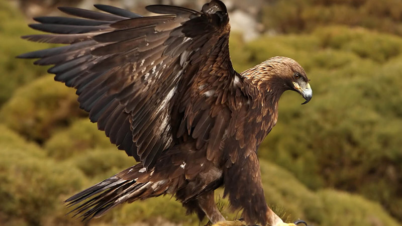  Mom and Neighbor’s Intense Battle with a Golden Eagle to Save 20-Month-Old After Vicious Attack!