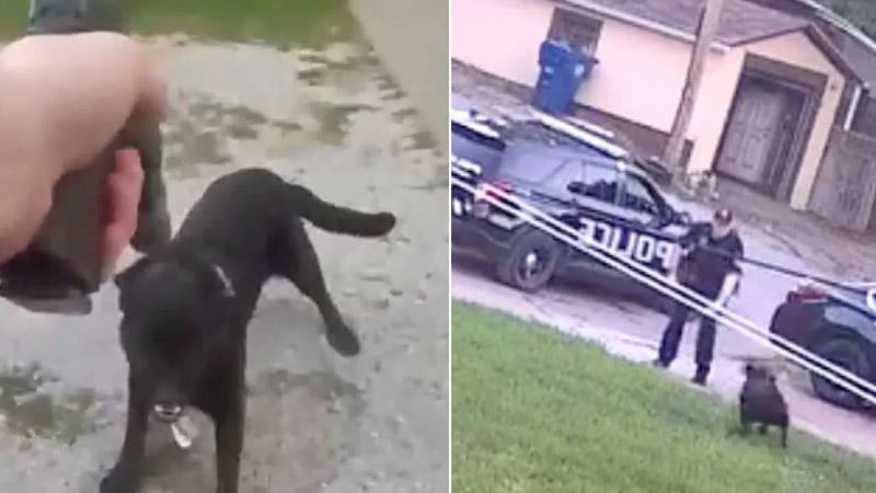  Iowa Officer Shoots Family’s Barking Dog on Front Lawn as Mother Screams and Children Cry